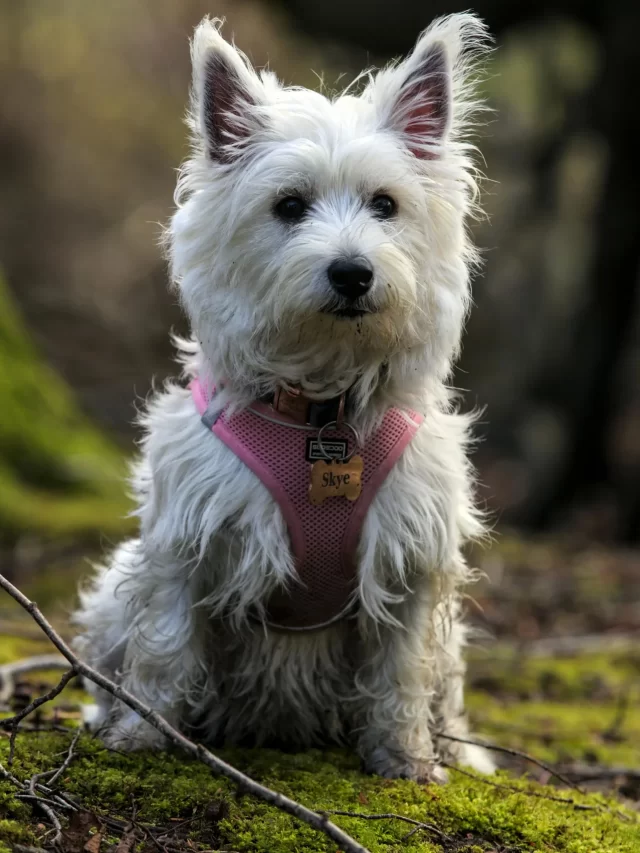The Cairn Terrier Dog