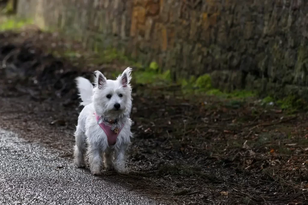 The Cairn Terrier Dog, History, Personality & Training Techniques